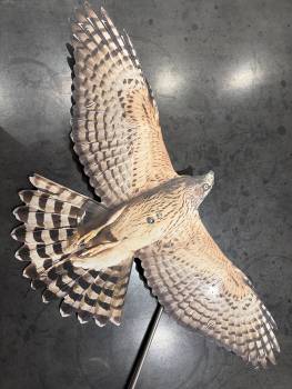 Scare Bird
