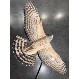 Scare Bird